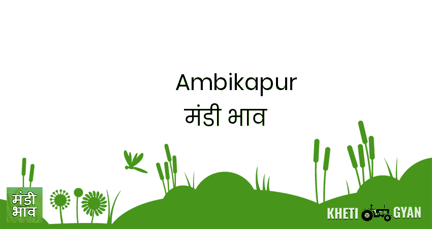 Ambikapur मंडी भाव की ताज़ा तस्वीर