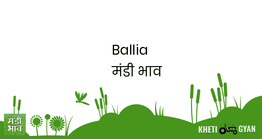 Ballia मंडी भाव की ताज़ा तस्वीर