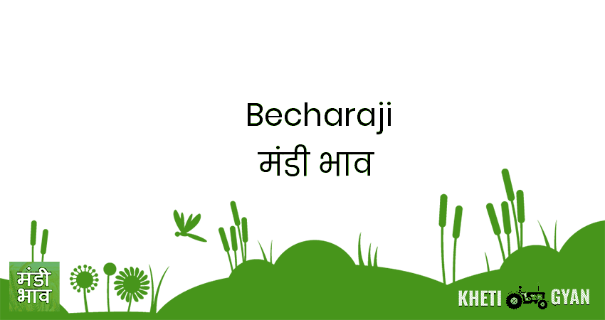 Becharaji मंडी भाव की ताज़ा तस्वीर