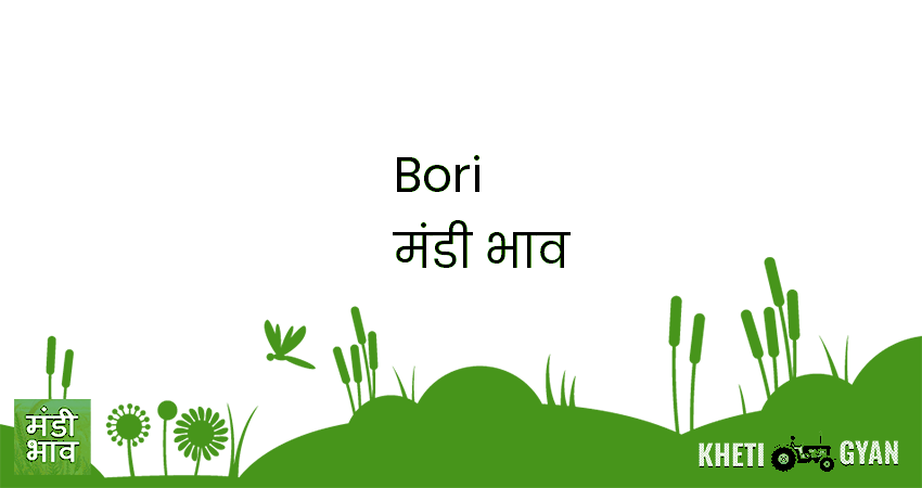 Bori मंडी भाव की ताज़ा तस्वीर