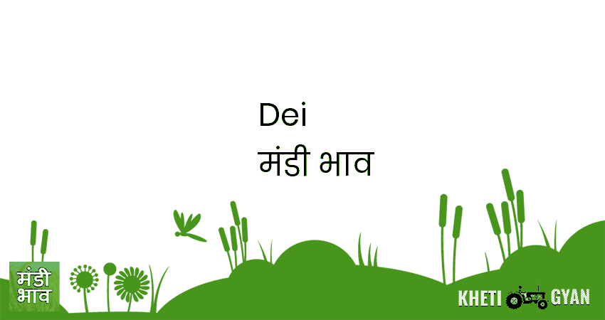 Dei मंडी भाव की ताज़ा तस्वीर