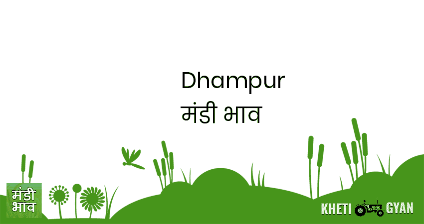 Dhampur मंडी भाव की ताज़ा तस्वीर