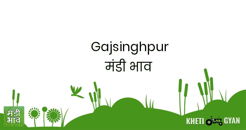 Gajsinghpur मंडी भाव की ताज़ा तस्वीर