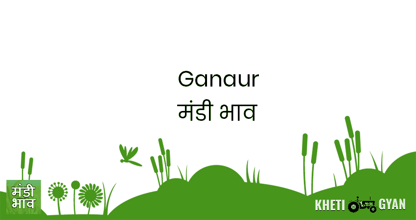 Ganaur मंडी भाव की ताज़ा तस्वीर