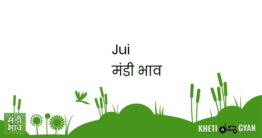 Jui मंडी भाव की ताज़ा तस्वीर