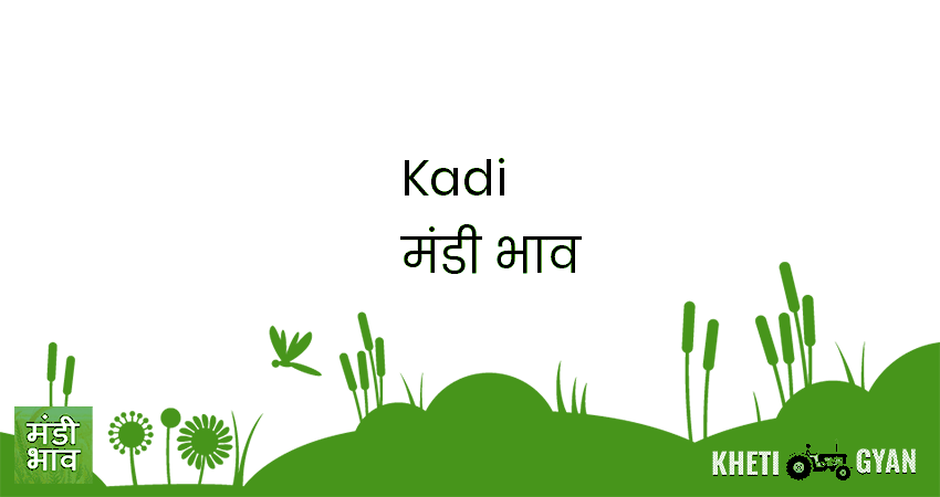 Kadi मंडी भाव की ताज़ा तस्वीर