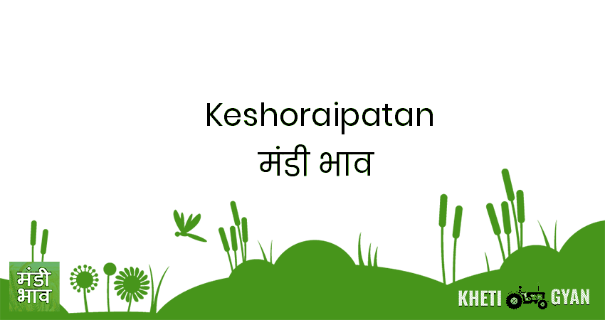 Keshoraipatan मंडी भाव की ताज़ा तस्वीर