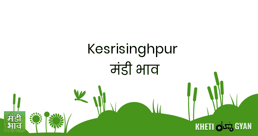 Kesrisinghpur मंडी भाव की ताज़ा तस्वीर