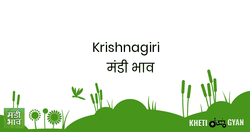 Krishnagiri मंडी भाव की ताज़ा तस्वीर