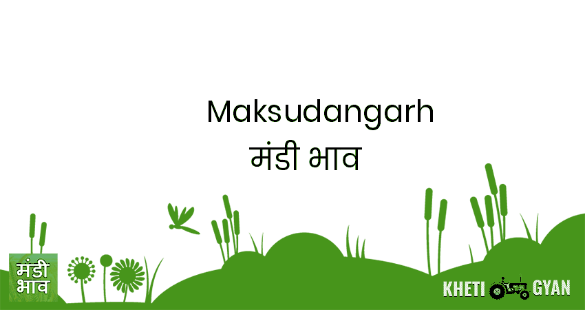 Maksudangarh मंडी भाव की ताज़ा तस्वीर