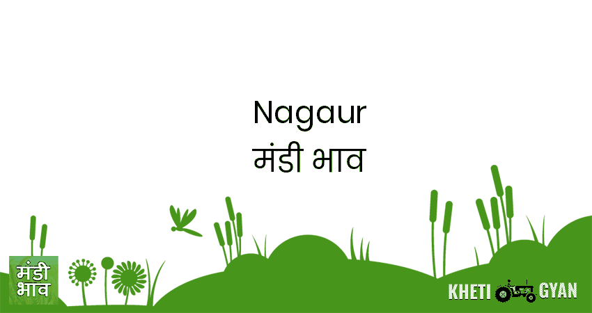 Nagaur मंडी भाव की ताज़ा तस्वीर