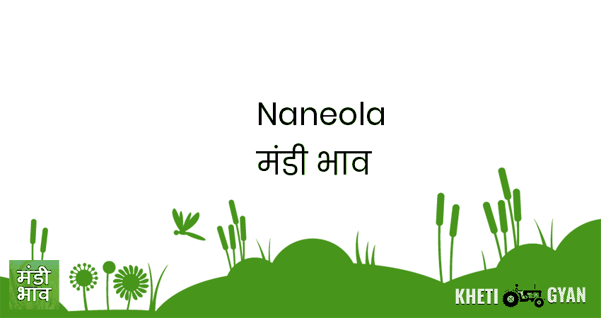 Naneola मंडी भाव की ताज़ा तस्वीर