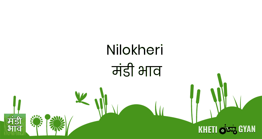 Nilokheri मंडी भाव की ताज़ा तस्वीर