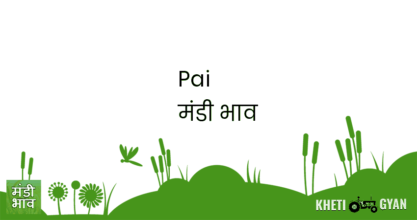 Pai मंडी भाव की ताज़ा तस्वीर