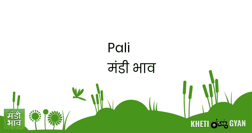 Pali मंडी भाव की ताज़ा तस्वीर