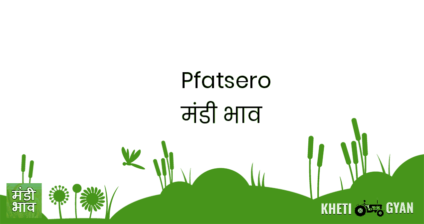 Pfatsero मंडी भाव की ताज़ा तस्वीर