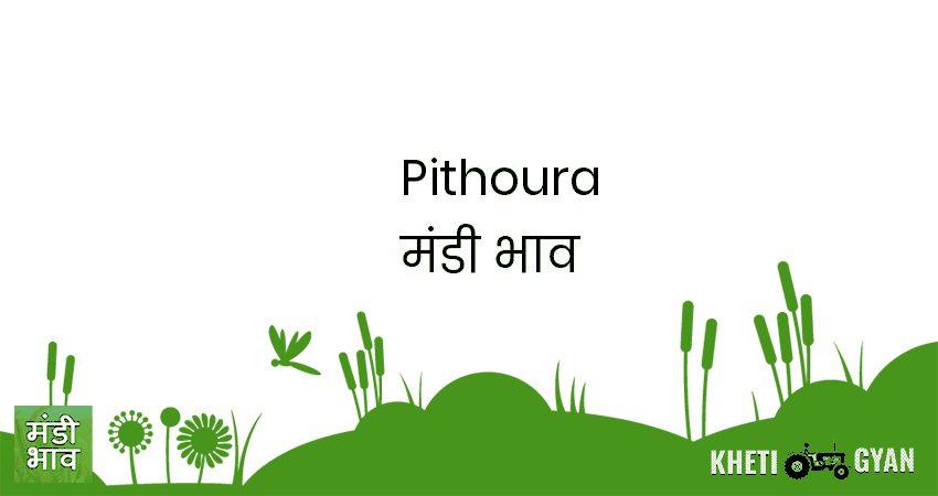 Pithoura मंडी भाव की ताज़ा तस्वीर