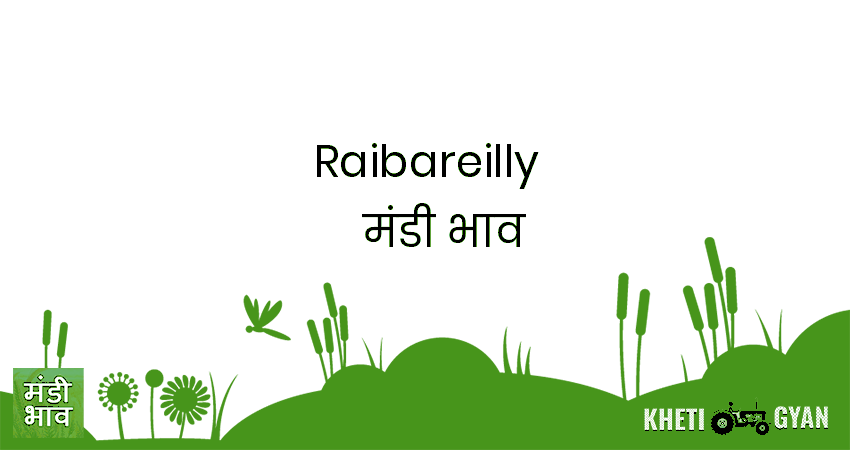 Raibareilly मंडी भाव की ताज़ा तस्वीर