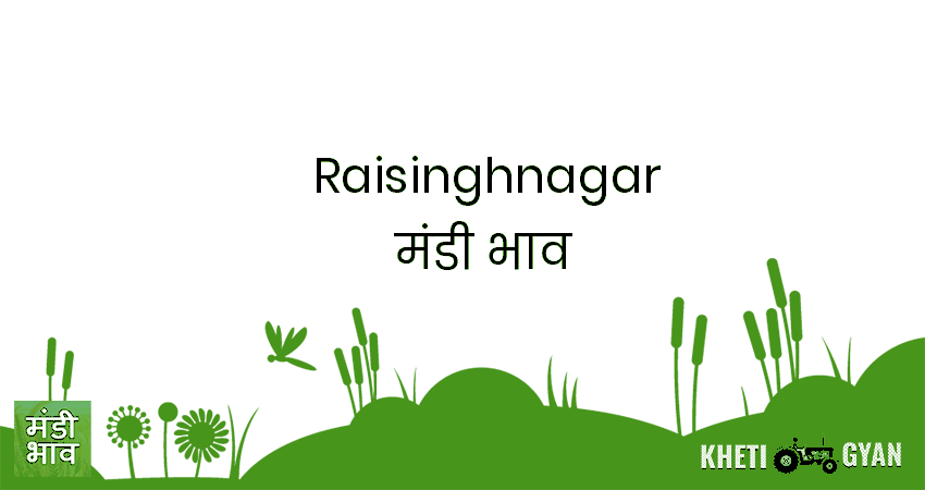 Raisinghnagar मंडी भाव की ताज़ा तस्वीर