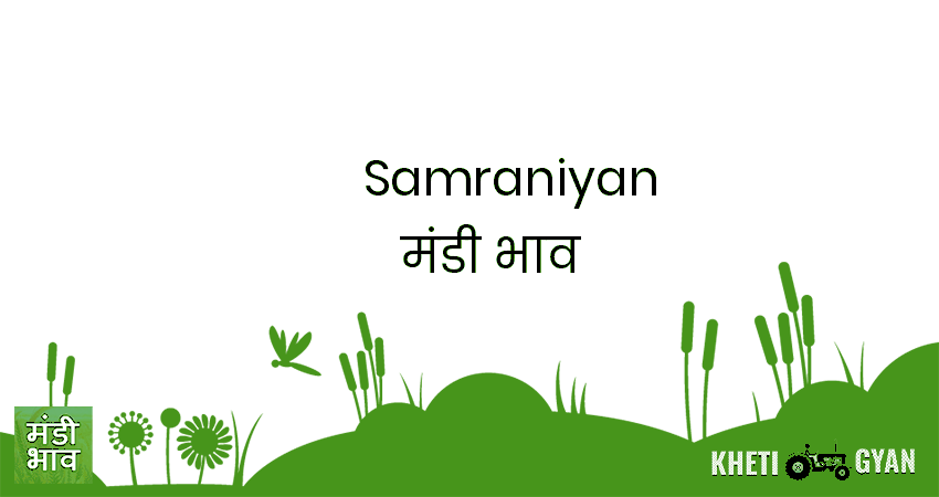 Samraniyan मंडी भाव की ताज़ा तस्वीर