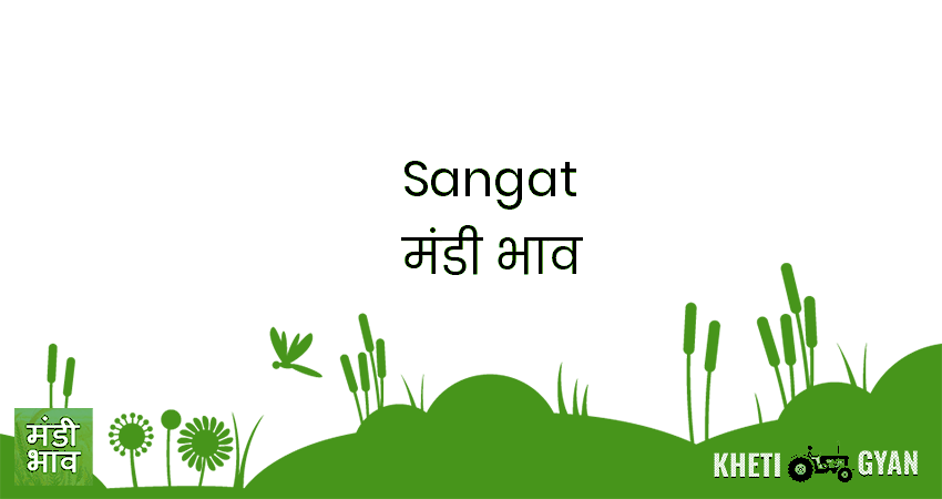 Sangat मंडी भाव की ताज़ा तस्वीर