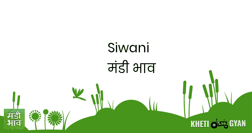 Siwani मंडी भाव की ताज़ा तस्वीर