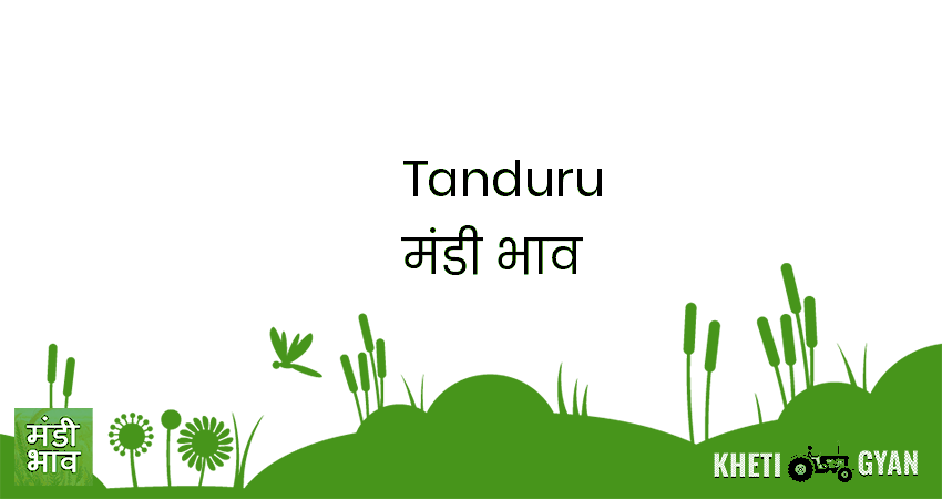 Tanduru मंडी भाव की ताज़ा तस्वीर