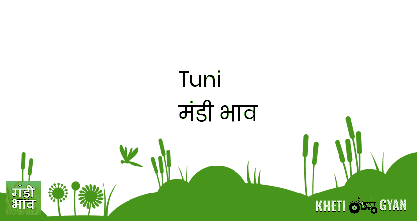 Tuni मंडी भाव की ताज़ा तस्वीर