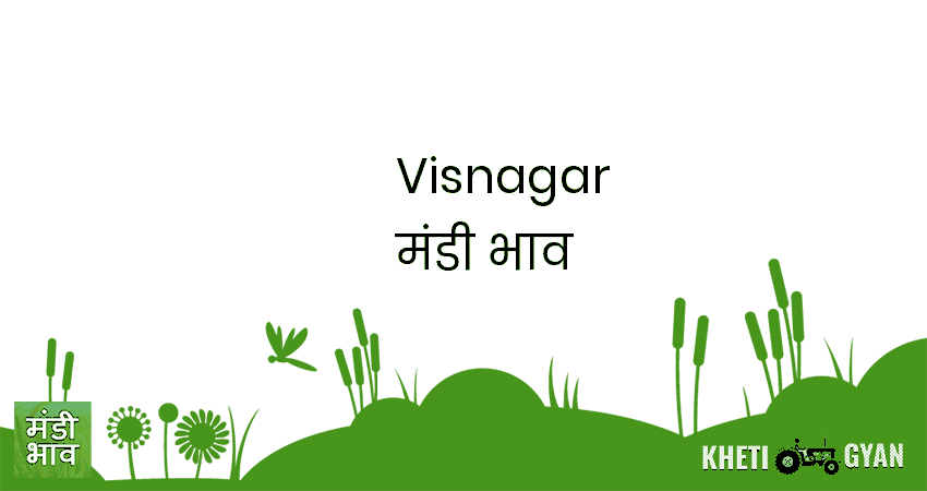 Visnagar मंडी भाव की ताज़ा तस्वीर